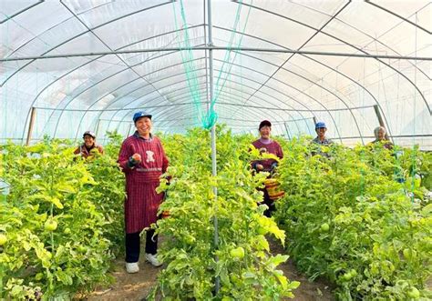 邯郸冀南新区：大棚有机蔬菜开启乡村振兴“金钥匙”邯郸市乡村振兴新浪新闻