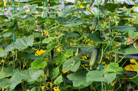 Growing Gherkins From Seeds