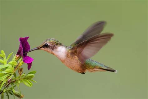 Ruby Throated Hummingbird In Flight Stock Image Everypixel