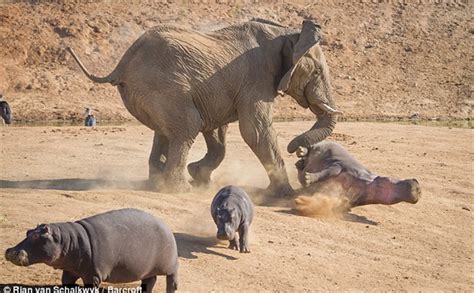 Jungle Drama Unfolds Mother Elephants Battle With Hippos Takes An