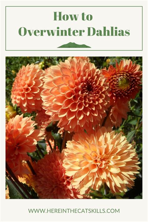 How To Overwinter Dahlias Tips For Storing Dahlias As Tubers And In