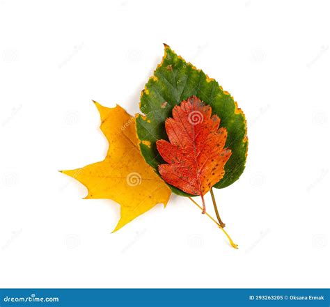 Autumn Leaf Set Isolated Colored Autumn Tree Leaves Red Orange