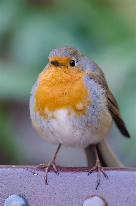 Free Images - robin bird fat red