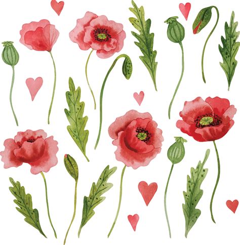 Watercolor red poppies handdrawn clipart 12616986 Vector Art at Vecteezy