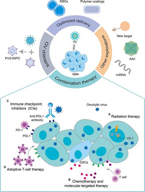 Frontiers Glioblastoma Microenvironment And Its Reprogramming By