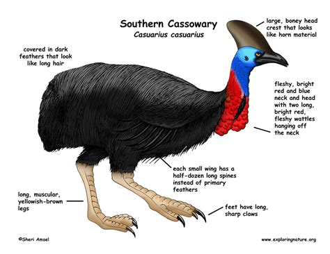 Cassowary Southern