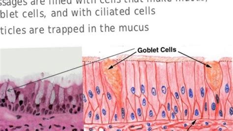 Goblet Cells Diagram