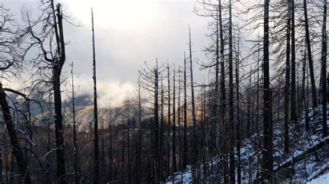 Forest Fire Aftermath Conflagration Burnt Charred Pine Tree Trunks