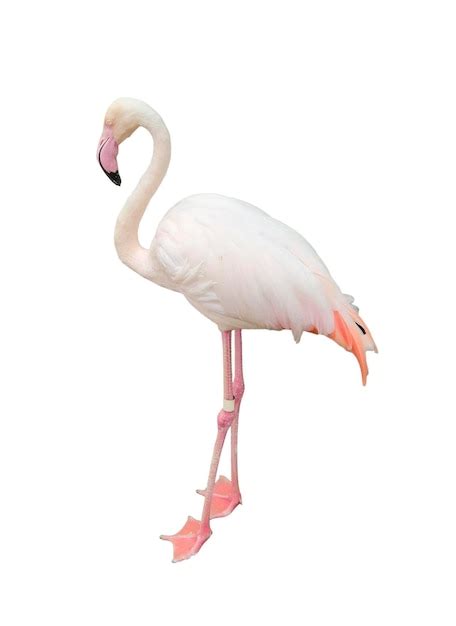 Premium PSD | Flamingo on white background isolated