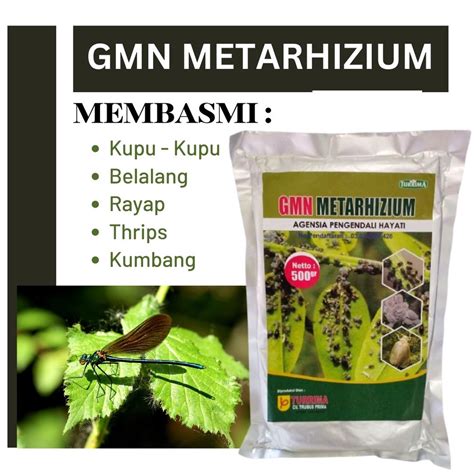 Jual Metarhizium Agensia Pengendali Hayati Obat Hama Uret Tebu Ampuh