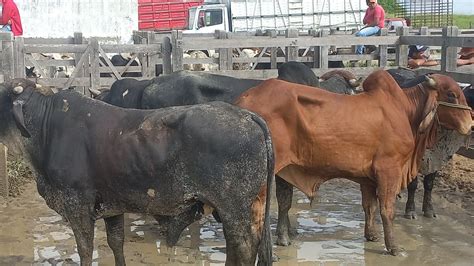 Feira De Gado Em Dois Riachos AL 28 06 23 Nordeste YouTube