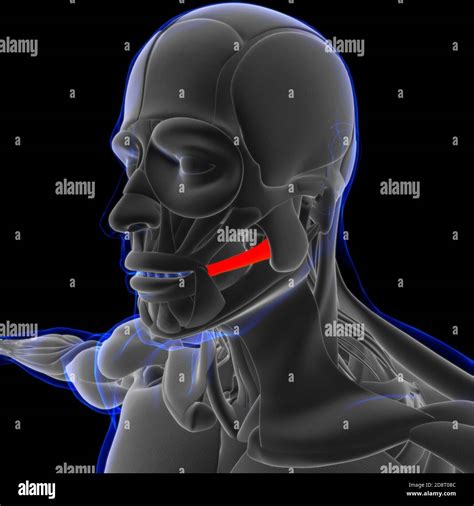 Risorius Muscle Anatomy For Medical Concept 3D Illustration Stock Photo