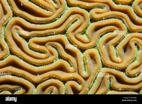 Detalle gráfico de los giros y los pólipos de coral cerebro ranurado