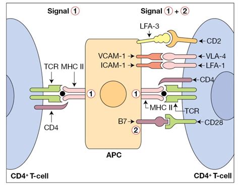 The Activation Of T‐cells Requires Two Signals Pediagenosis