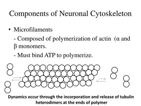 Ppt Neuronal Cytoskeleton Structure And Function Powerpoint