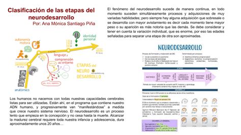 FASES DEL NEURODESARROLLO