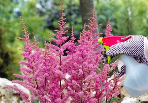 Komplett Guide För Astilbe Plantering Skötsel Och Sorter