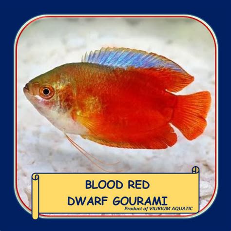 Jual IKAN HIAS AIR TAWAR BLOOD RED DWARF GOURAMI SEPAT RALIS MERAH