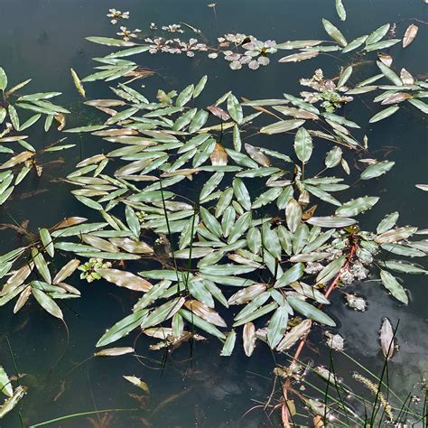 American Pondweed - Identification and Treatment