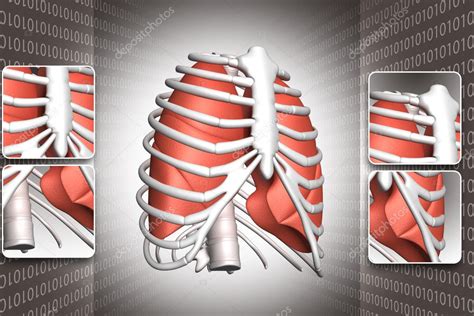 Human Lungs And Rib Stock Photo Rbhavana 3053065