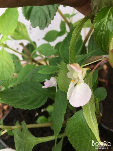 Impatiens Shirensis Botanico