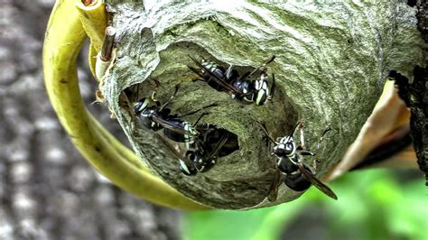 Bald Faced Hornet Nest Time Lapse Yellow Jackets Bulb Nest Asmr Youtube