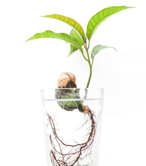 Histamine Intolerance: 5 Key Causes You Need to Know