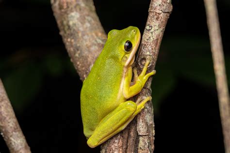 Green Tree Frog South Carolina Partners In Amphibian And Reptile Conservation