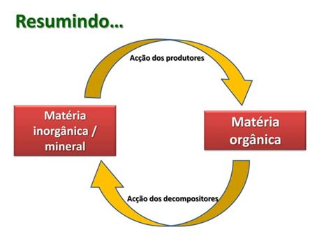 Cadeia Alimentar E Fluxo De Energia Ppt