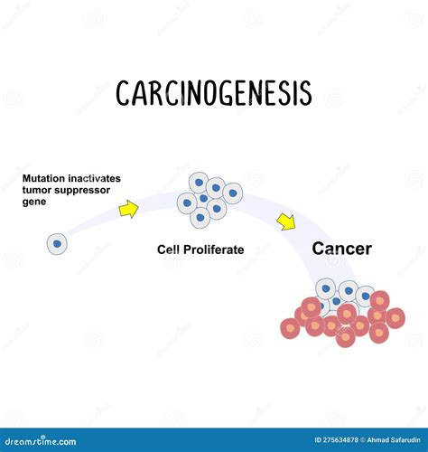 Carcinogenesis: the Process of Cancer Development, Involving Genetic Mutations and Changes in ...