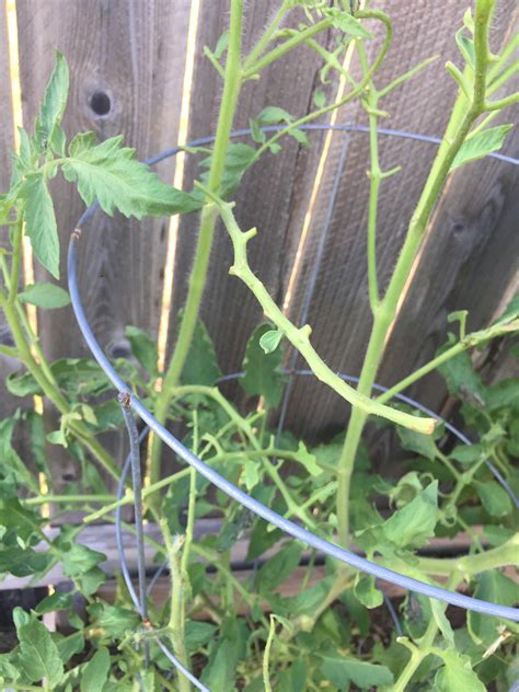 Whats Eating My Tomato Plant Rgardening