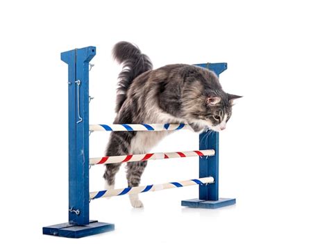Premium Photo Norwegian Forest Cat