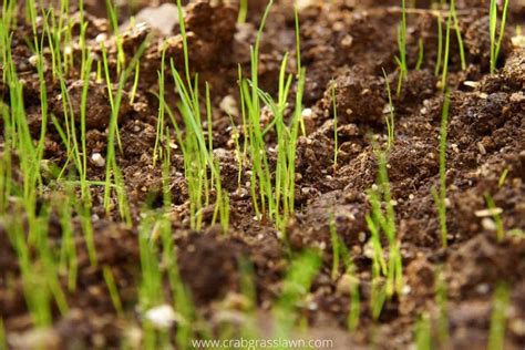 When To Fertilize New Grass For Best Results Tips On Helping Your New Grass Thrive Crabgrasslawn