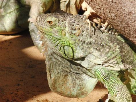 Free Images Wildlife Zoo Iguana Fauna Green Lizard Australia