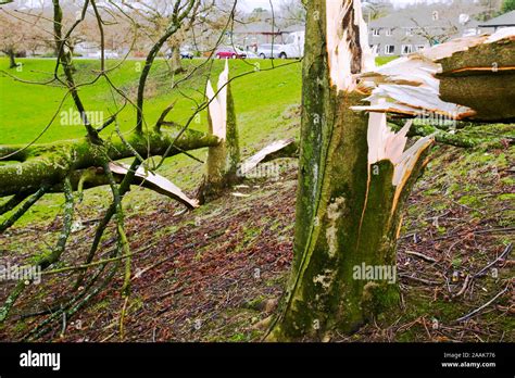 In January 2005 A Severe Storm Hit Cumbria With Over 100 Mph Winds That