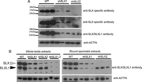 Transgenically Delivered Shslx Constructs Lead To A Dramatic Decrease