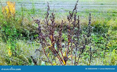 Withered Plant In Autumn In The Field Stock Footage Video Of