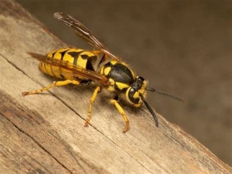 Whats The Best Way To Get Rid Of A Wasp Nest Pestcontrolkitchenerca