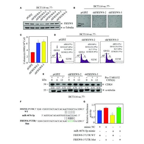 Uc Schematic Diagram Of The Molecular Mechanism Underlying The