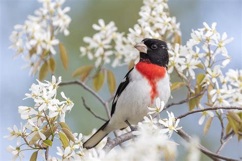 Spring Is Here Photograph By Mircea Costina Fine Art America