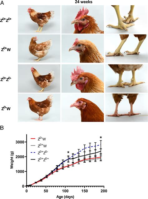 Primary Sex Determination In Birds Depends On Dmrt Dosage But Gonadal