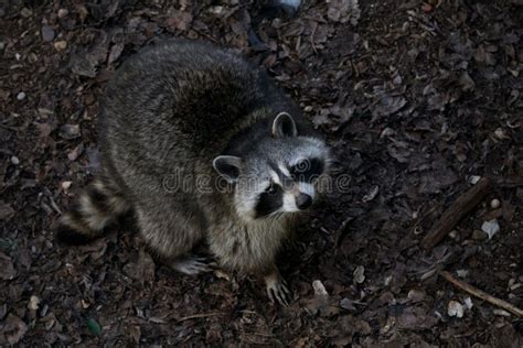 Cute and Fat Raccoon Looking for Food Stock Photo - Image of procyonid ...