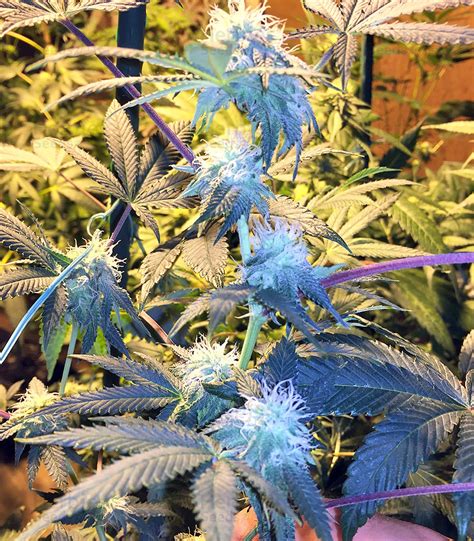 Buy Josh D Og Regular Seeds By Karma Genetics Organization Herbies Seeds