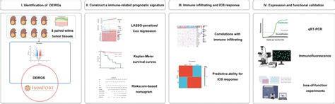 Frontiers Immune Related Gene Signature Associates With Immune