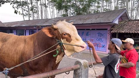 DEAL SAPI RAKSASA 900kg UP Sisa Qurban Masuk Pasar YouTube