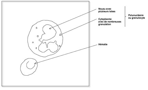 Sciences de la vie et de la Terre Site SVT Académie de Versailles