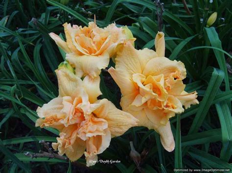 Daylily Hemerocallis Orange Sorbet Truffle In The Daylilies