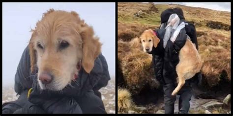 Hikers Rescue Injured Dog Stranded In The Wicklow Mountains Watch