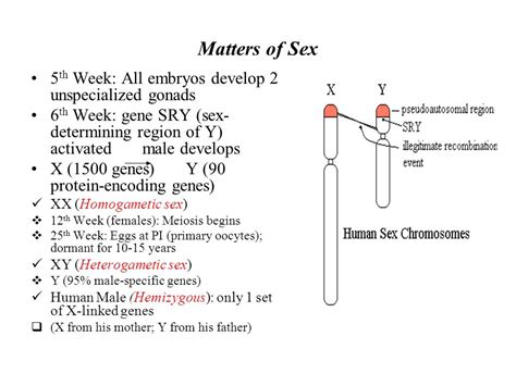 Matters Of Sex 5 Th Week All Embryos Develop 2 Unspecialized Gonads 6