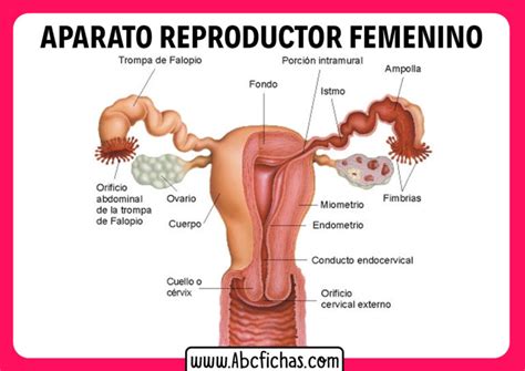 Partes Del Aparato Reproductor Femenino ABC Fichas